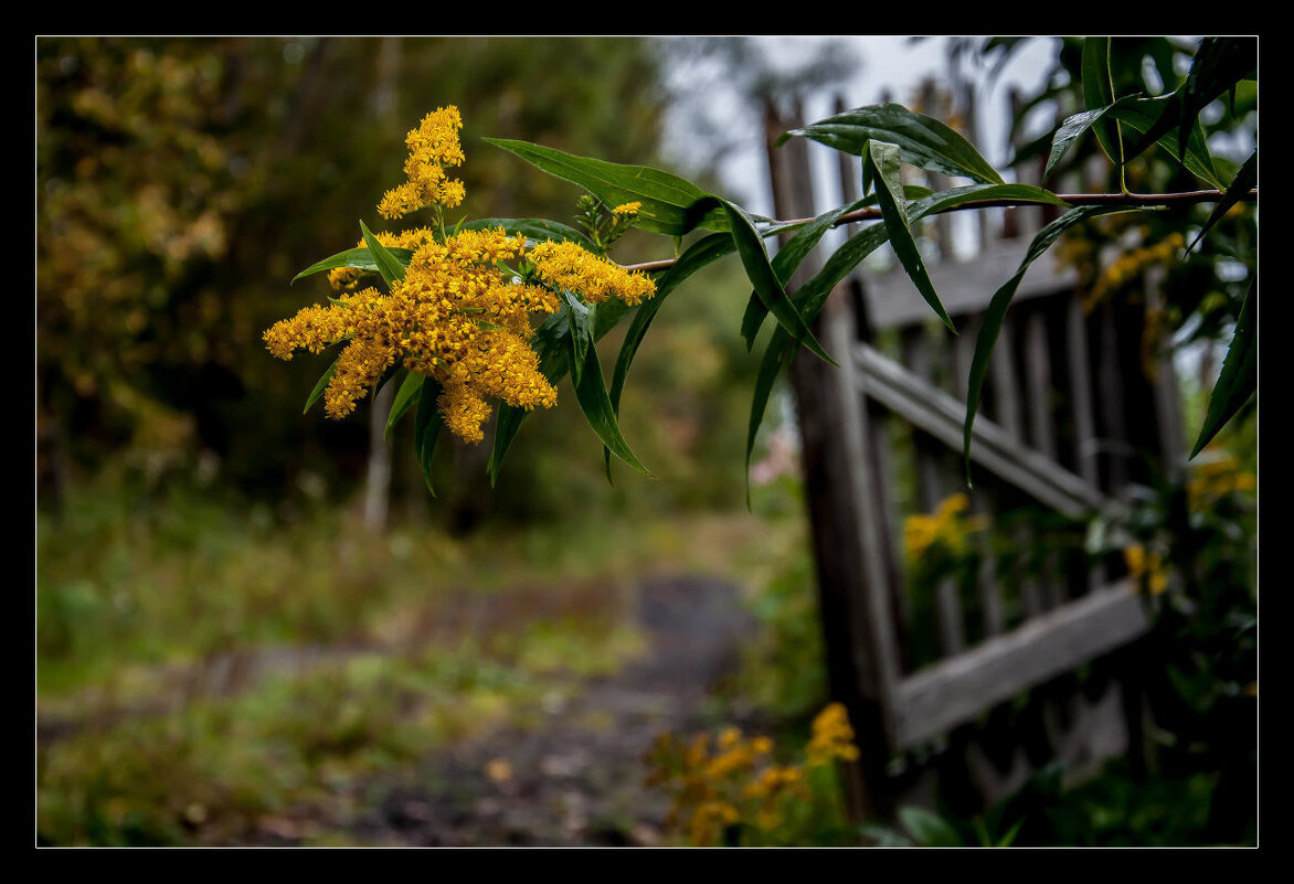 ФОТОЗАРИСОВКА ... - Владимир Железнов