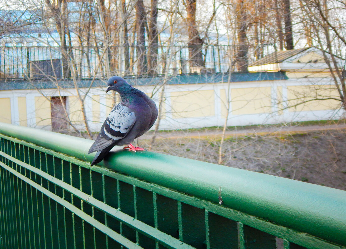 Про грацию - Магомед .