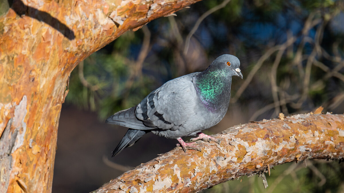 Птицы в городе - Владимир Лазарев
