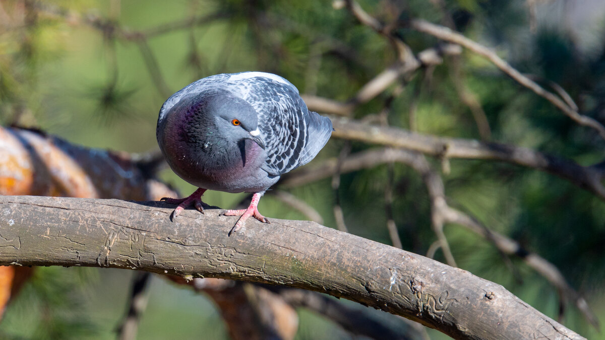 Птицы в городе - Владимир Лазарев