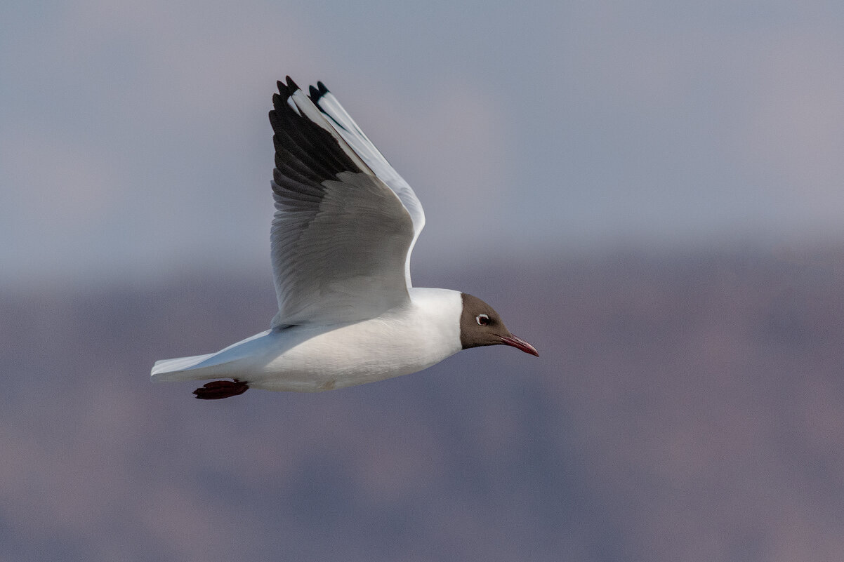 *** - Виктор Иванович Чернюк