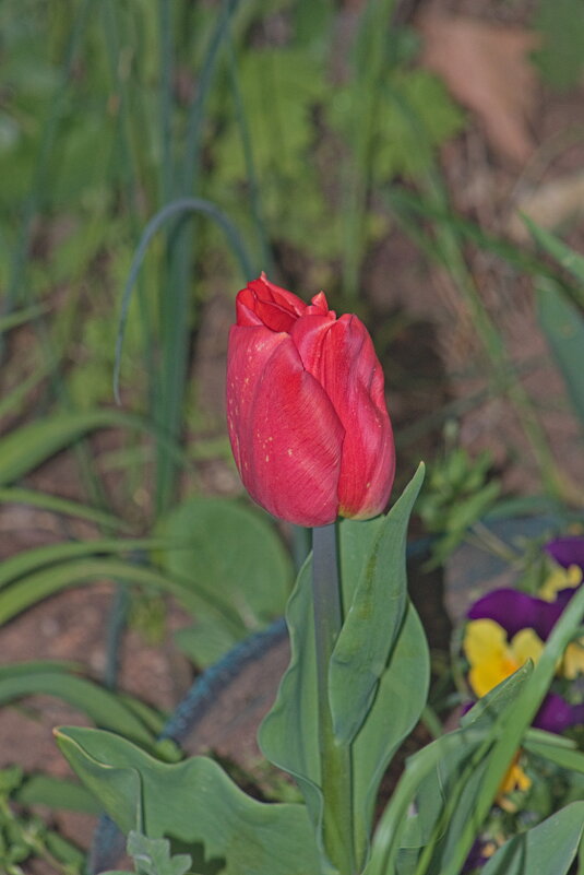 Тюльпанчик - Giant Tao /