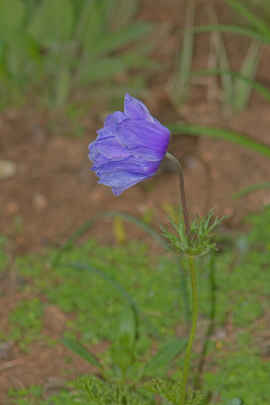 Ветреница корончатая - Giant Tao /