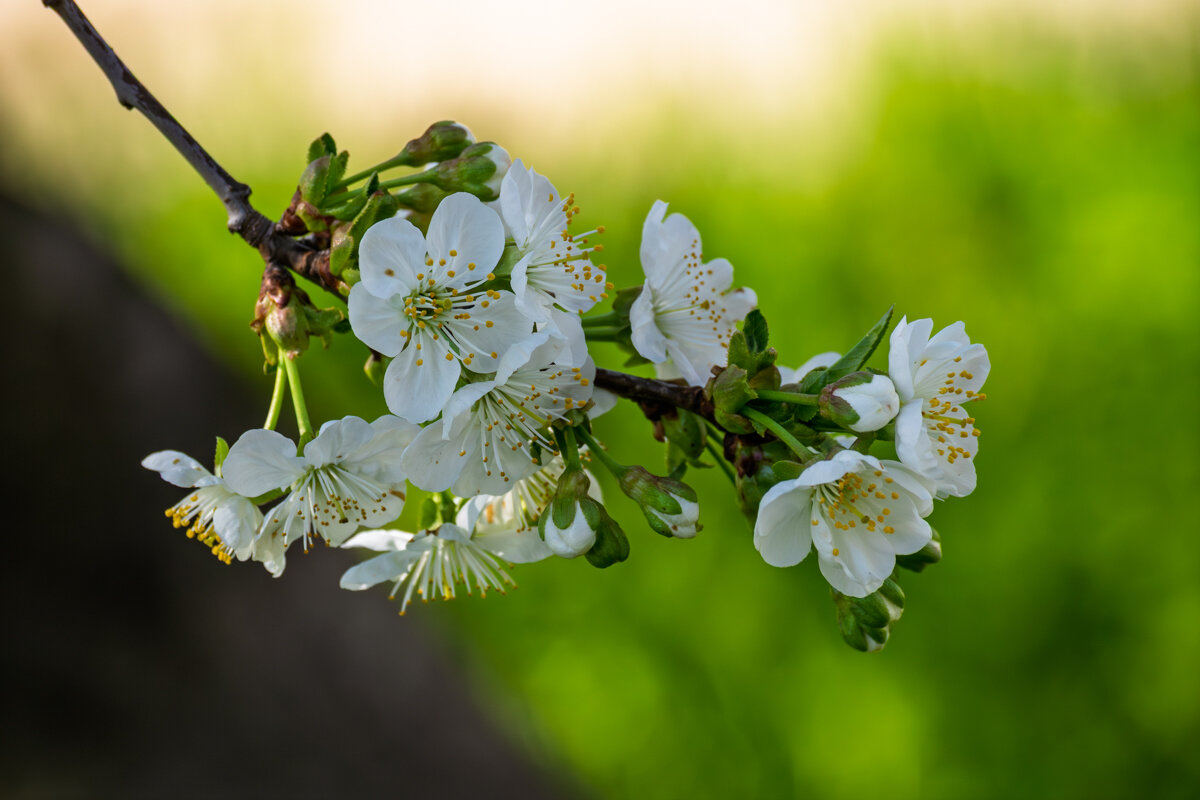 Цветы вишни - Игорь Сикорский