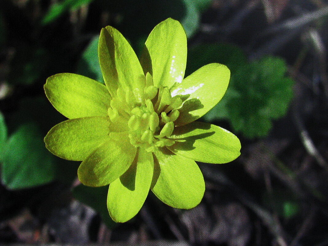 Чистяк весенний - Людмила Смородинская