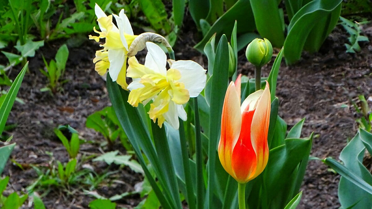 Городские цветы - Милешкин Владимир Алексеевич 