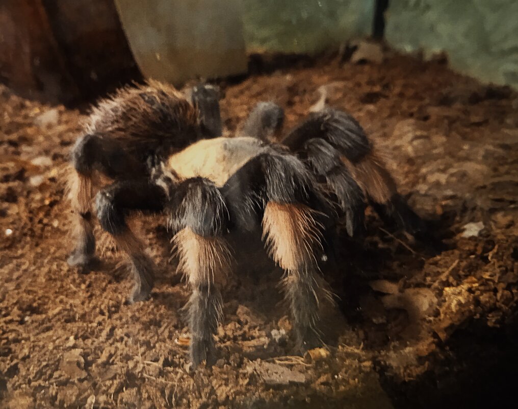 В зоопарке Воронежа - Елена Шаламова