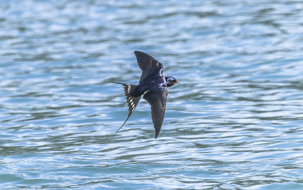 ласточка деревенская. - юрий макаров