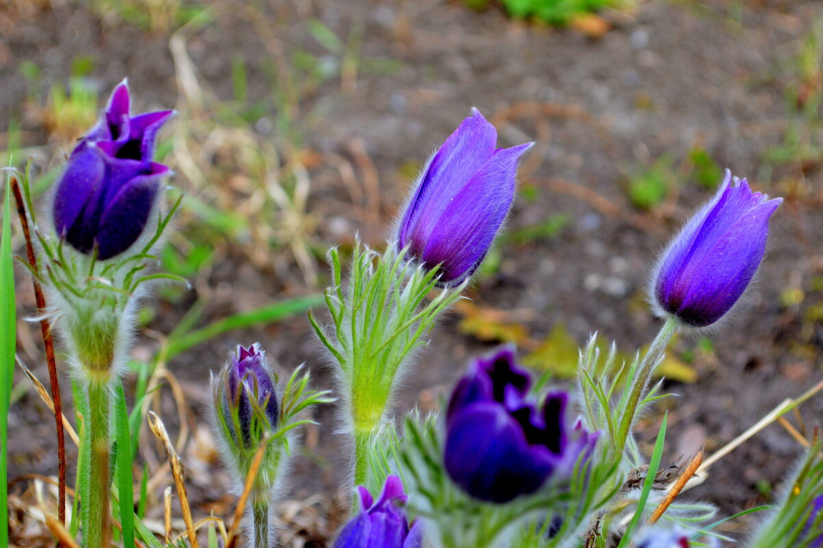 Сон-трава - Татьяна Лютаева