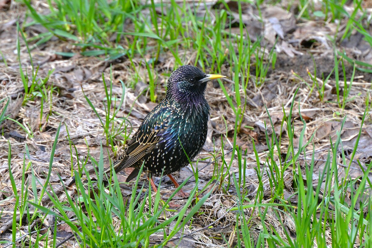 Скворец - Константин Анисимов