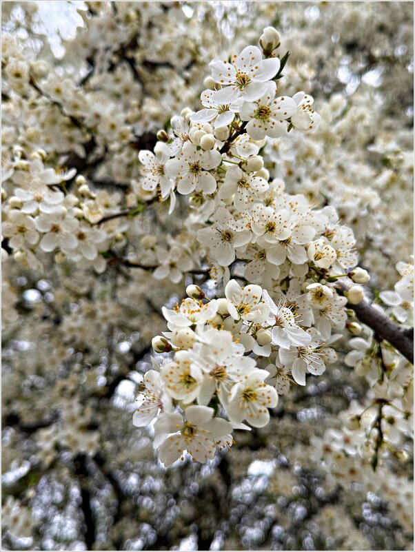 Апрельское цветение. - Валерия Комова