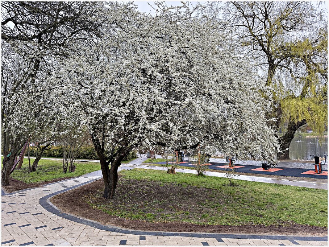 Алыча цветёт. - Валерия Комова