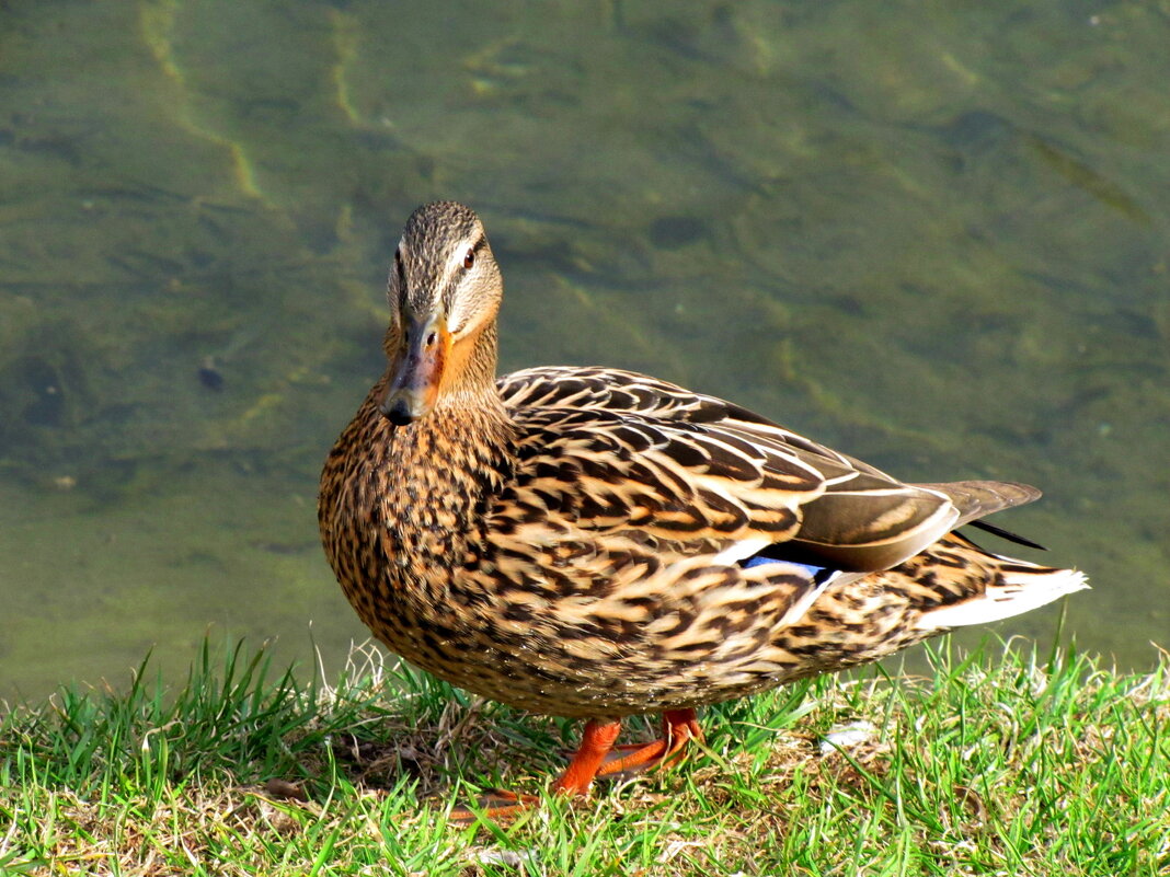 Красавица - уточка! - Татьяна Гнездилова