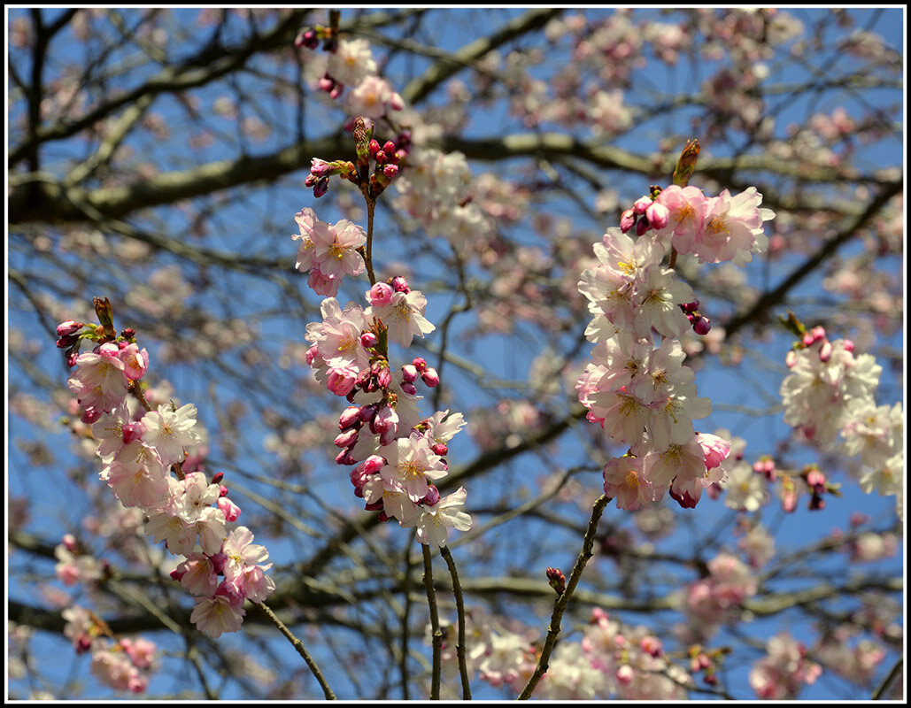 Первые цветы - Aleksandr Gal