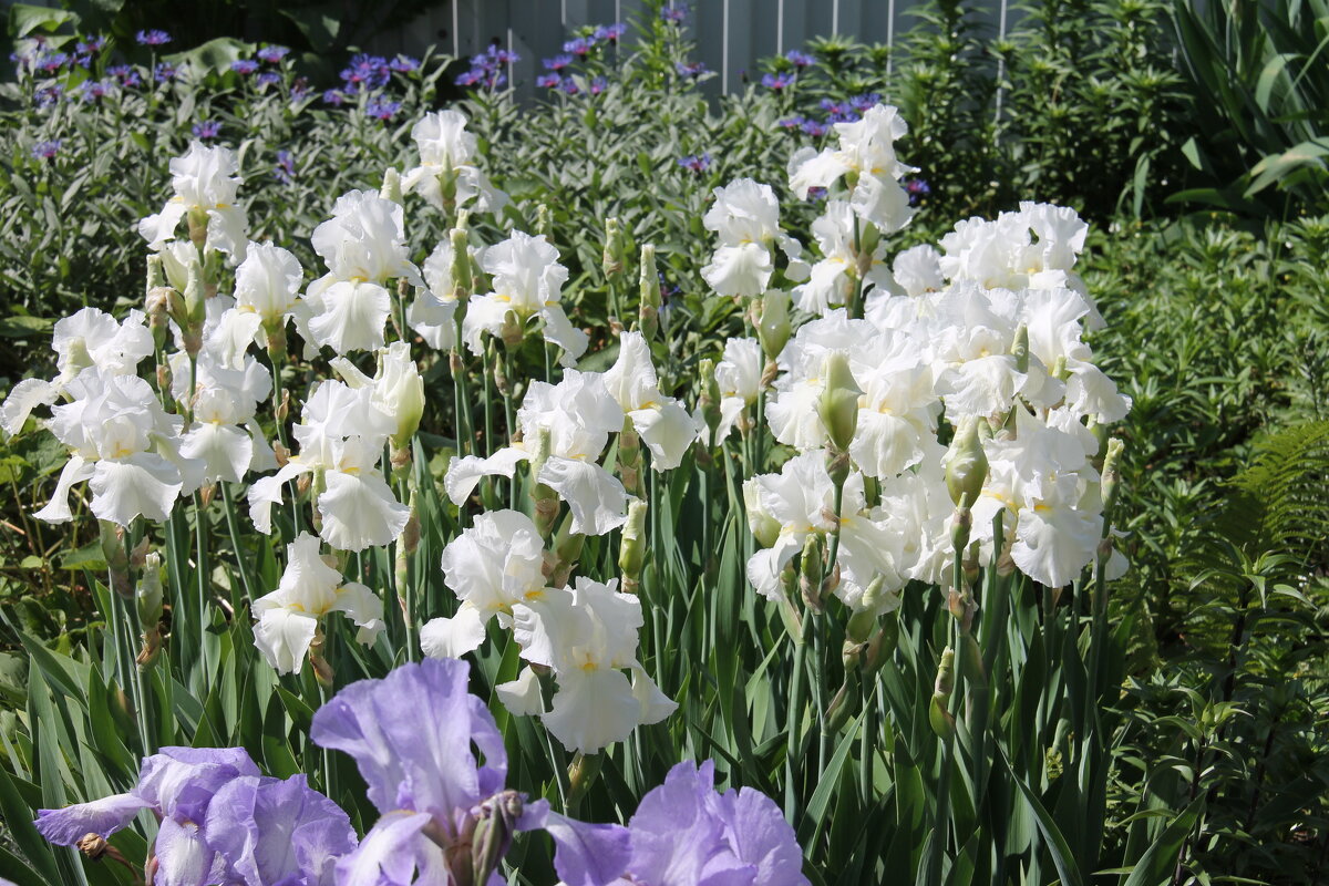 БЕЛОСНЕЖНЫЕ ИРИСЫ В ИЮНЕ - Валентина 