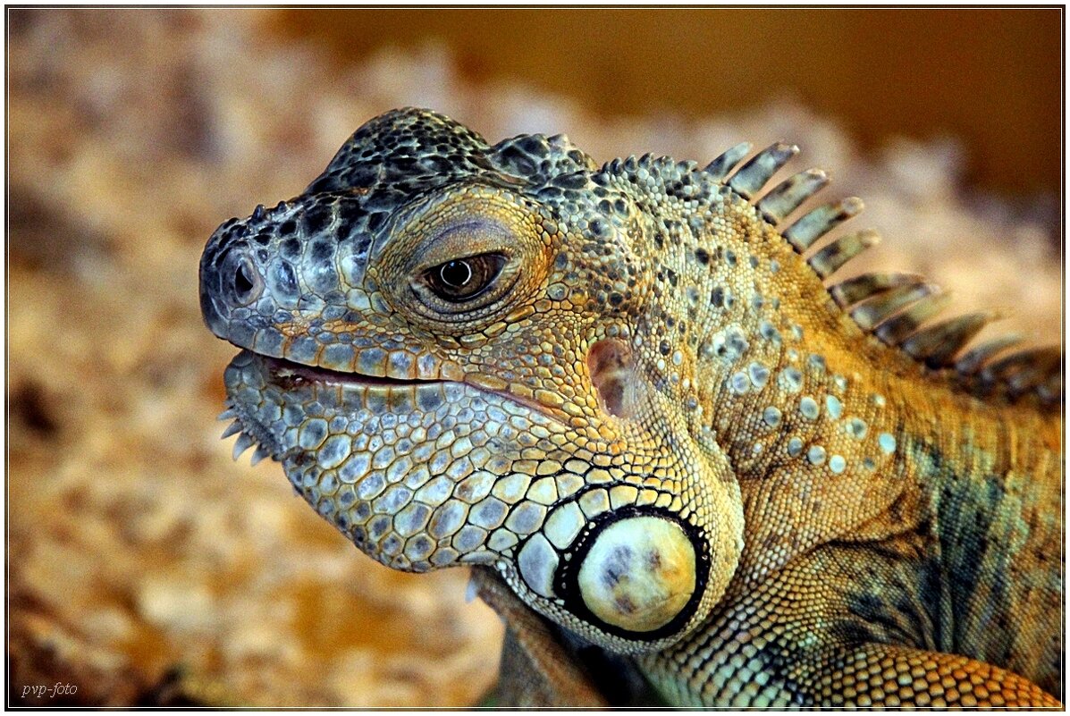 Портрет в профиль - Владимир Попов