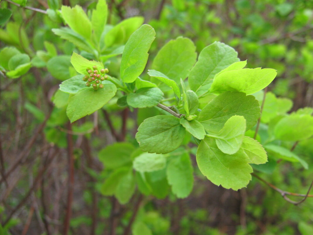 Весеннее - Елена Семигина