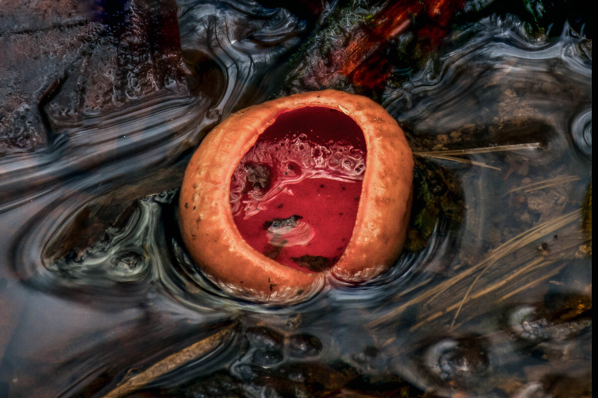 Саркосцифа - Va-Dim ...