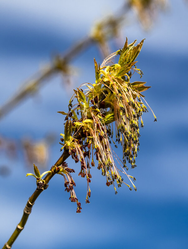 *** - Николай 