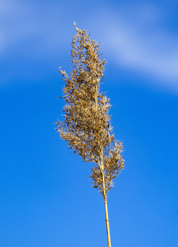 *** - Николай 