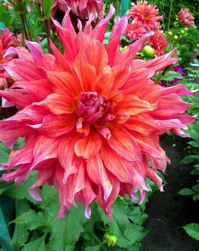 Георгина - Сергей Карачин