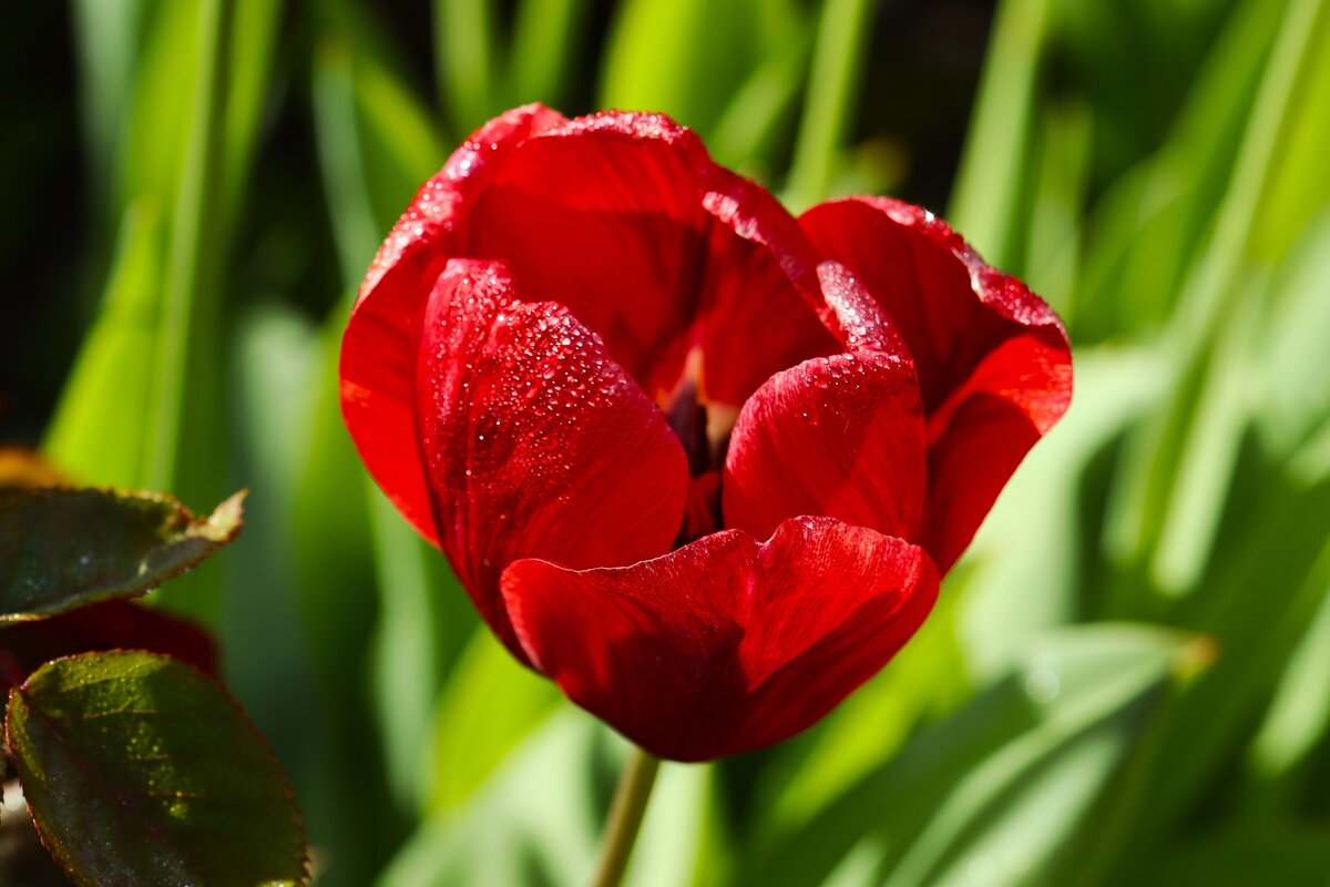 Доброе утро - Юрий. Шмаков