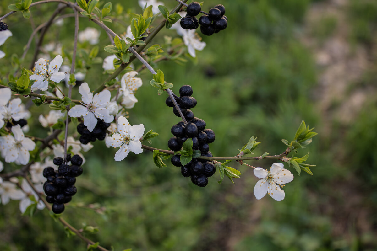 *** - Александр. AVG100 ---