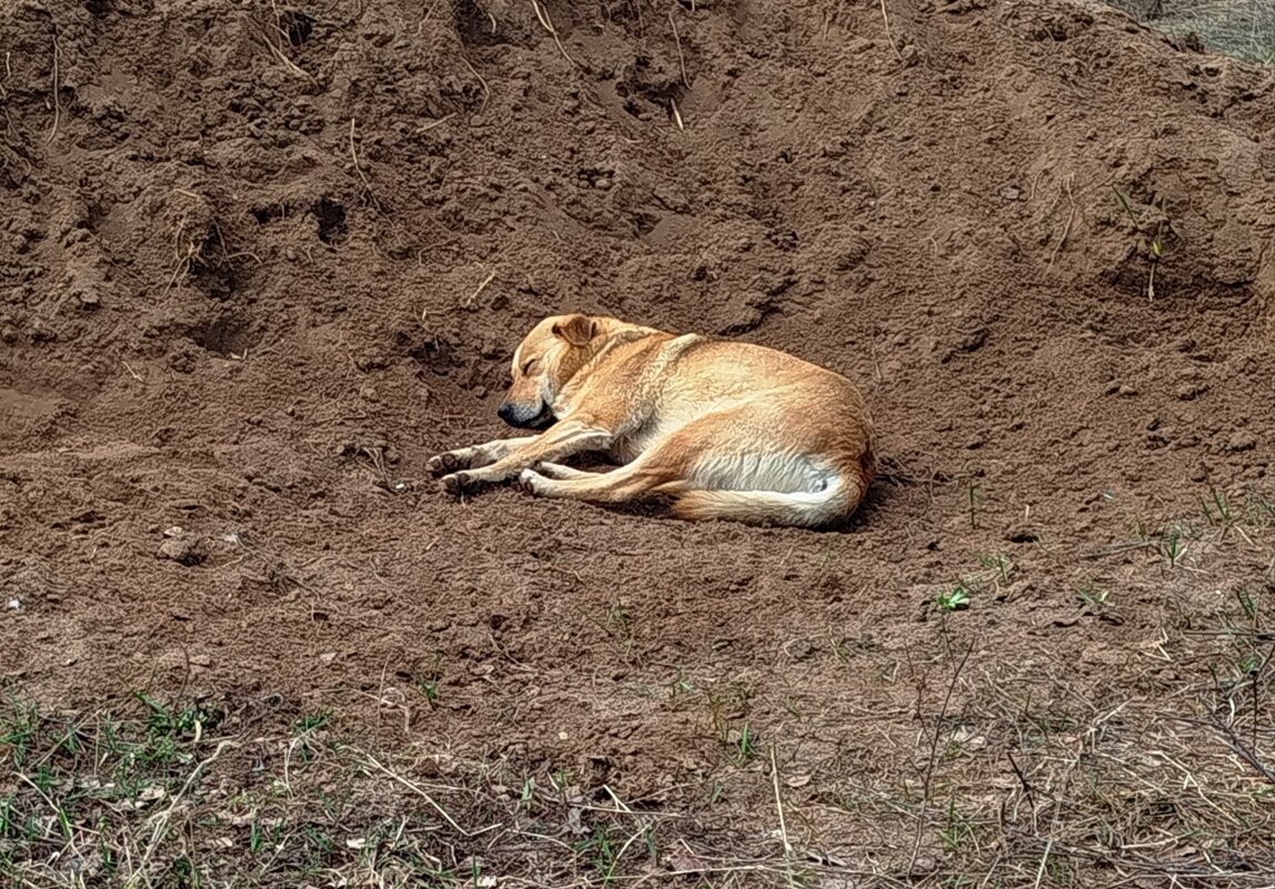 Бездомыш - светлана льдокова