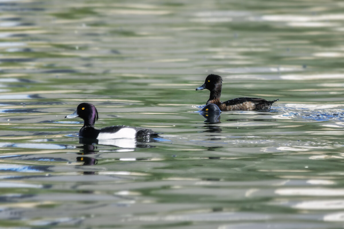 Чернеть - Владимир Колесников