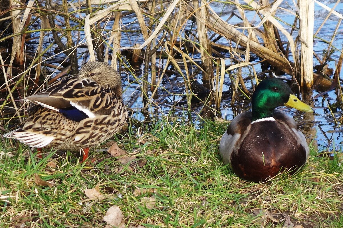 Утки весной - Рита Симонова