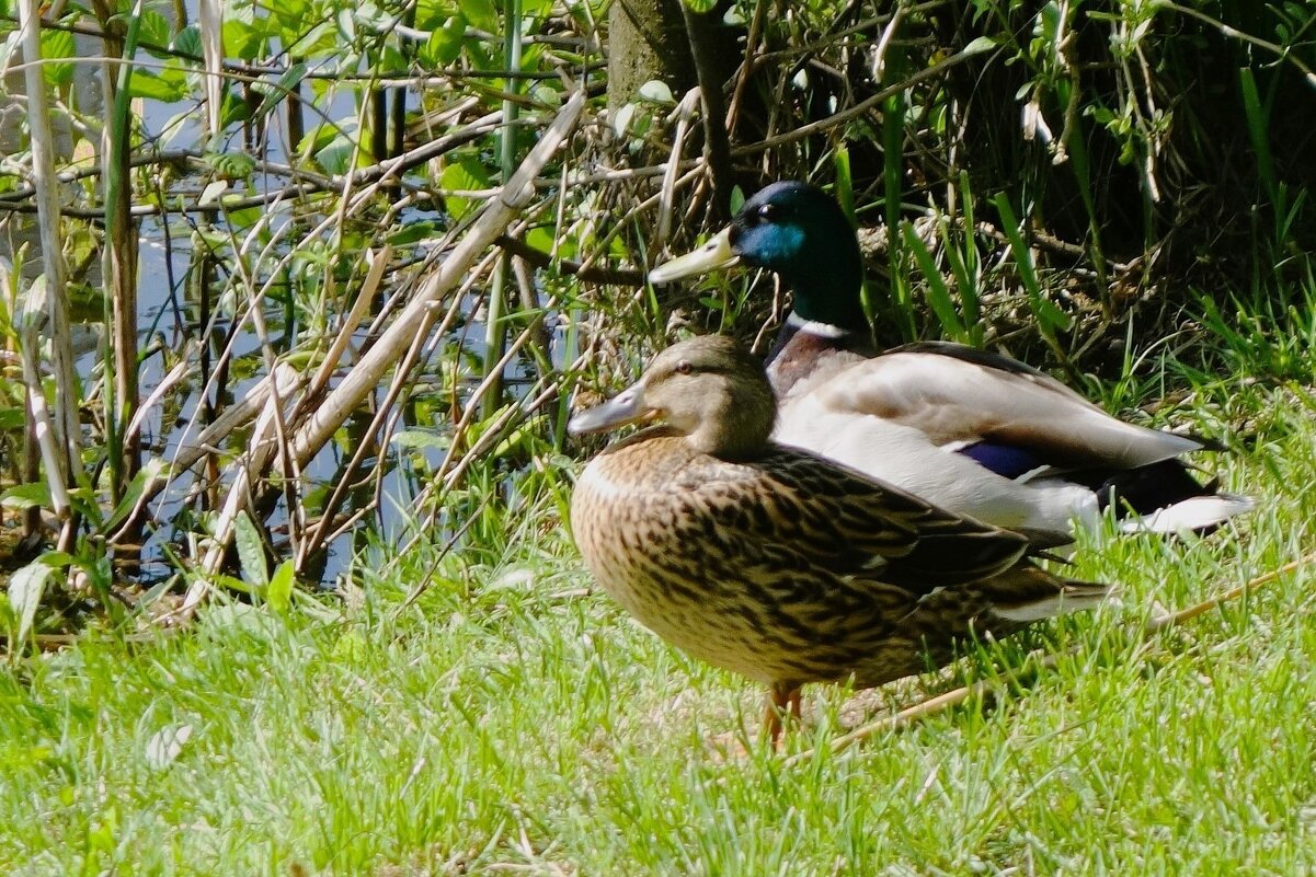 Утки весной - Рита Симонова