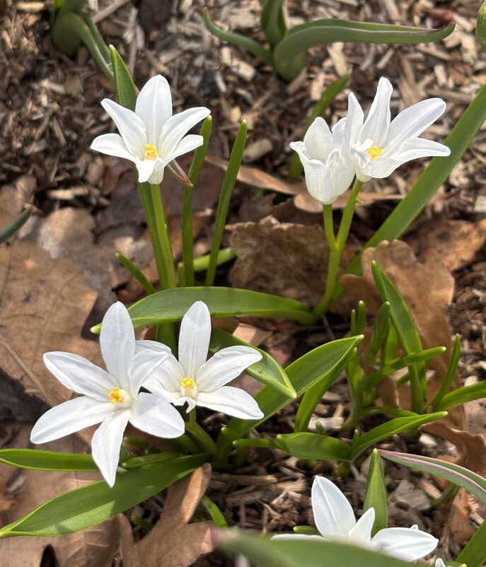 *** - Мария - Maria