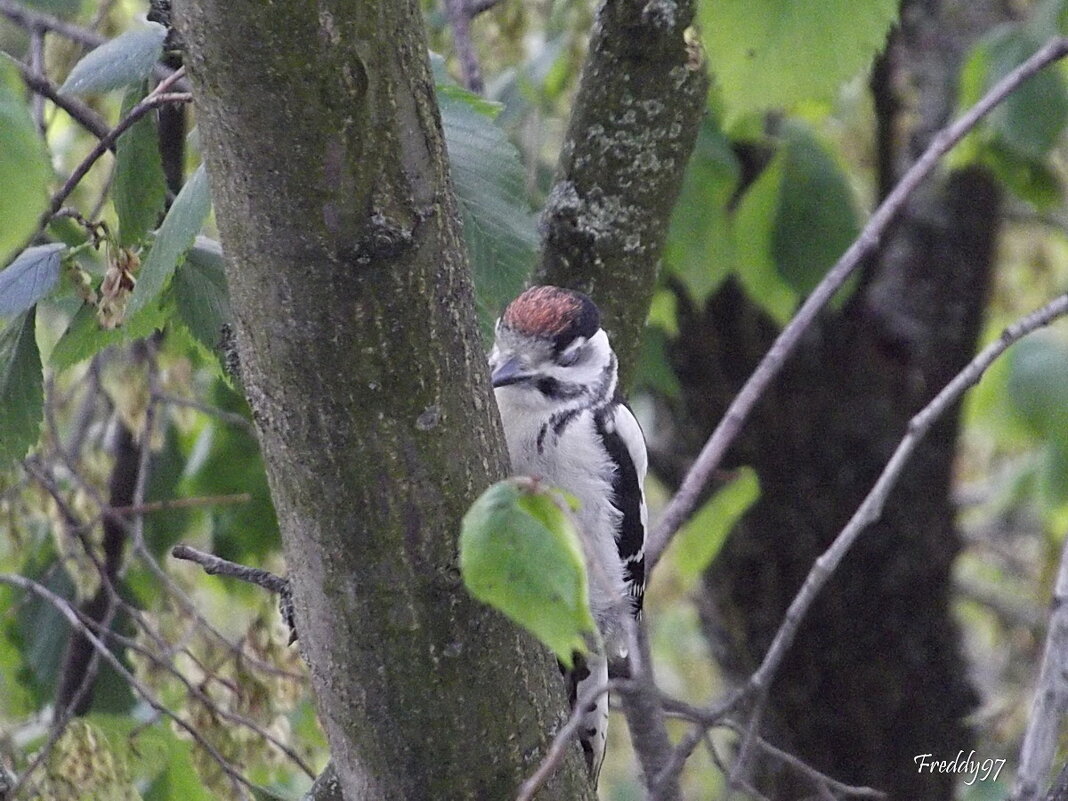 Дятел - Freddy 97