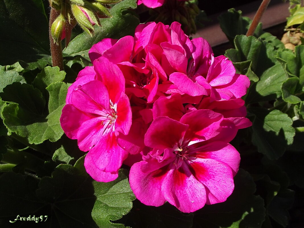 Герань - Freddy 97