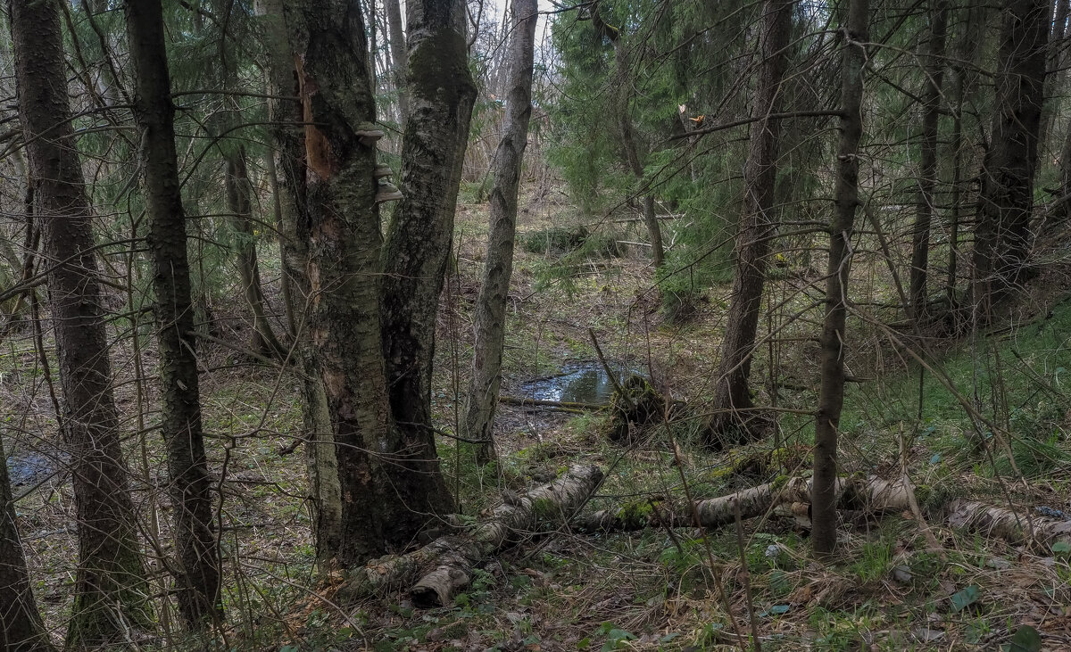 По Лесным Дорожкам - юрий поляков