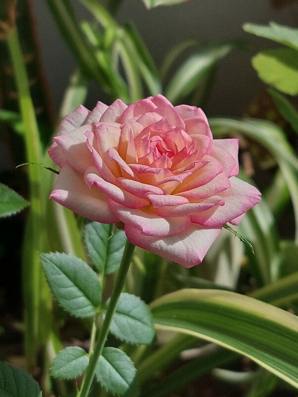 На подоконнике расцвела розочка! И пахнет! - Наталья Лунева 