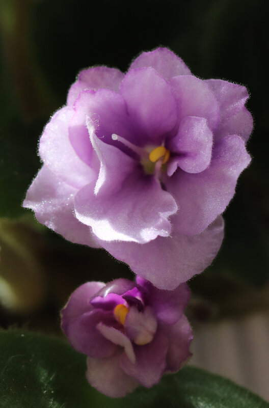 Весна на подоконнике. - Наталья Лунева 