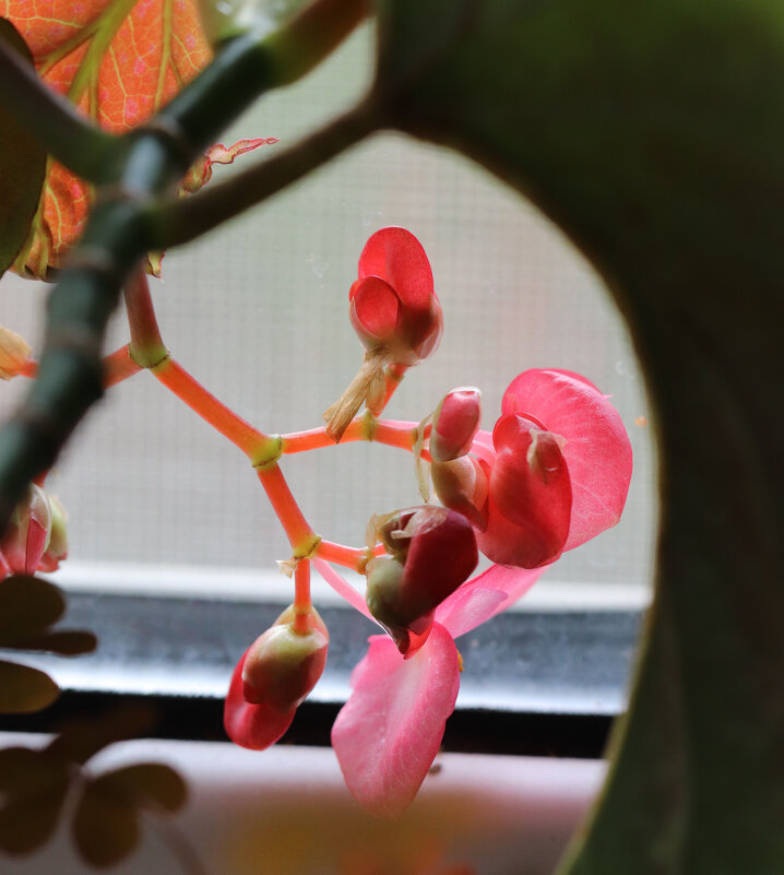 Бегония проснулась ... - Наталья Лунева 