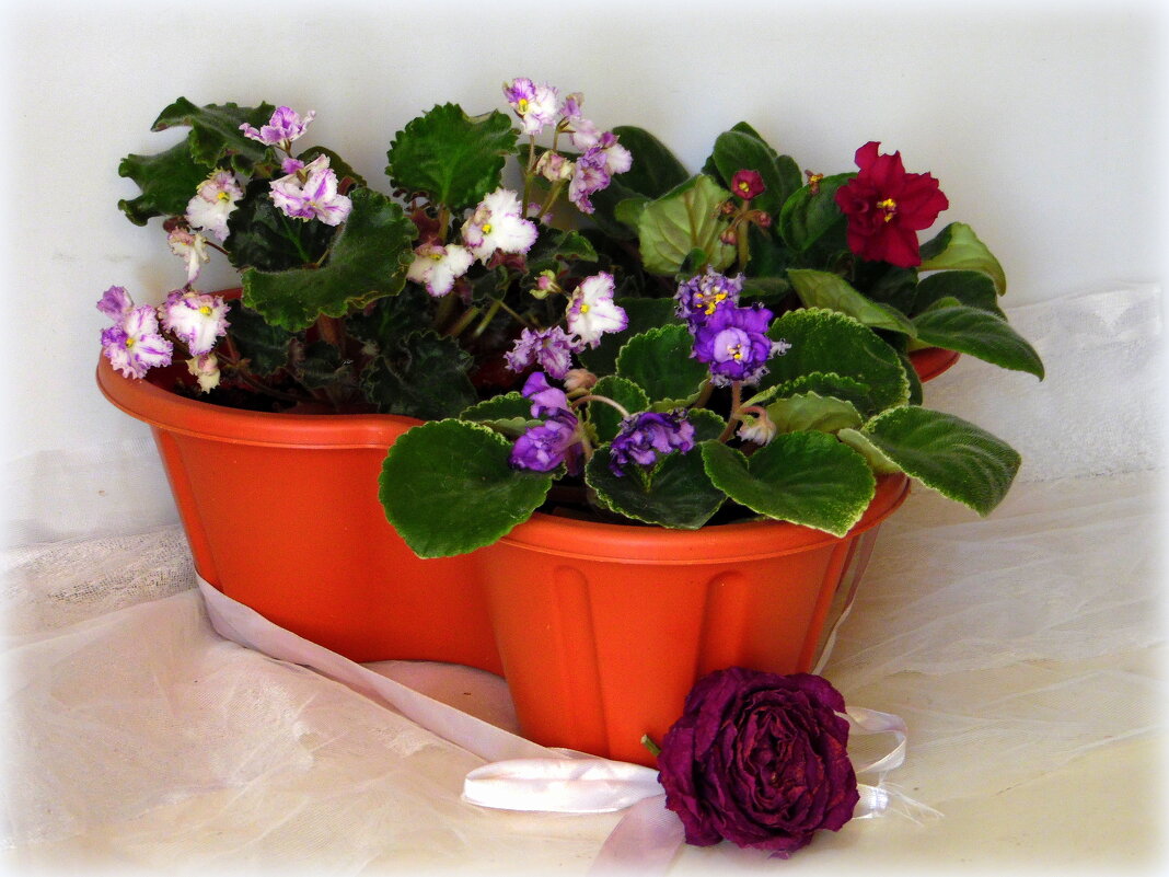 Мои фиалочки. - nadyasilyuk Вознюк