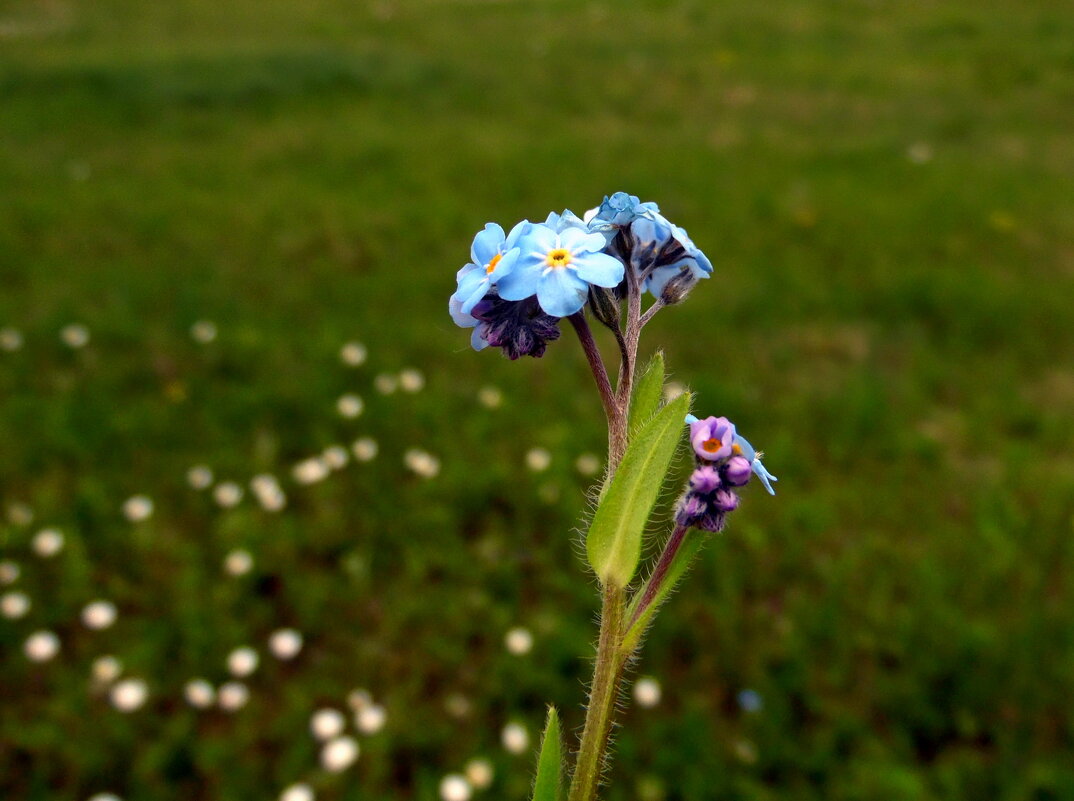 Незабудка. - nadyasilyuk Вознюк