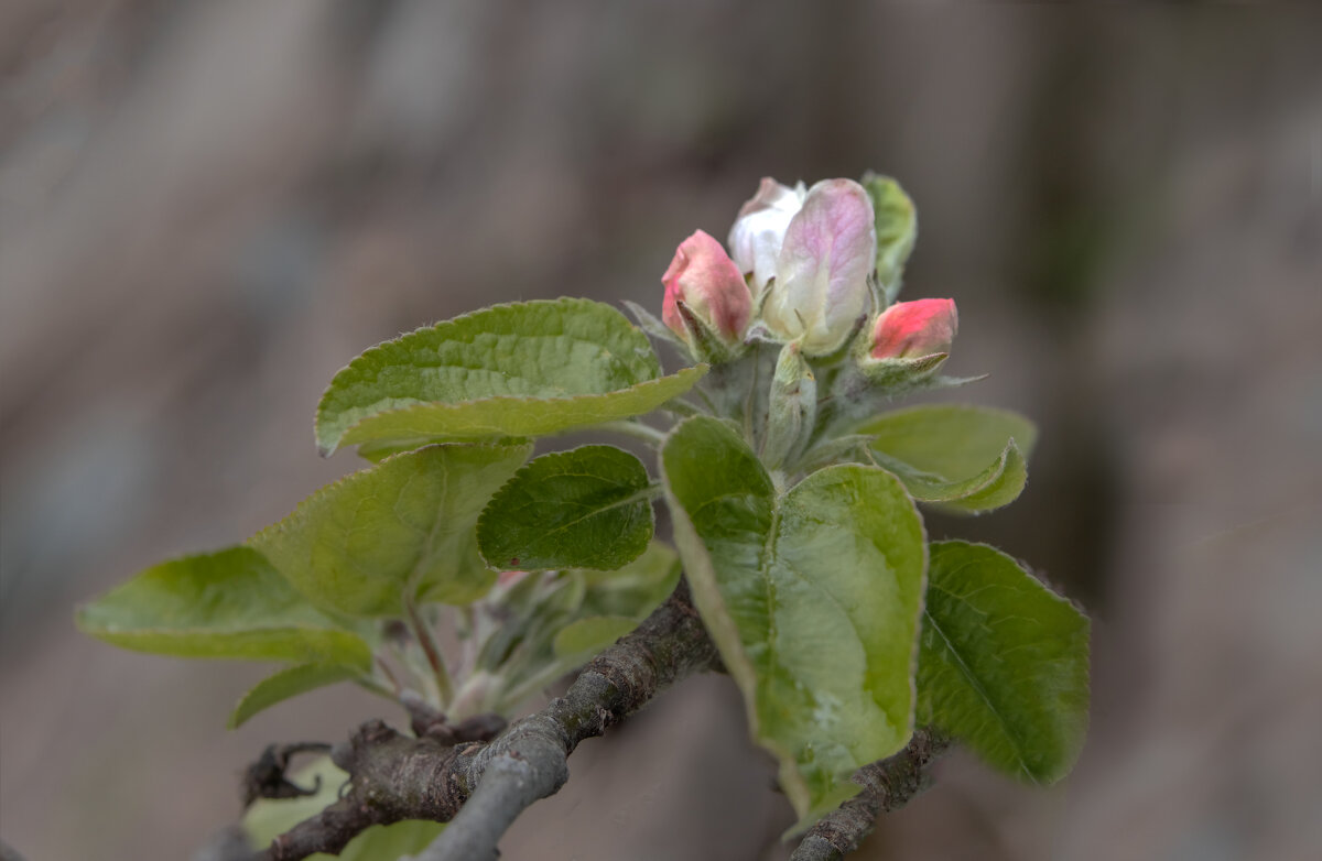 Всему свой срок, и урожай поспеет тоже... - Валерий Басыров