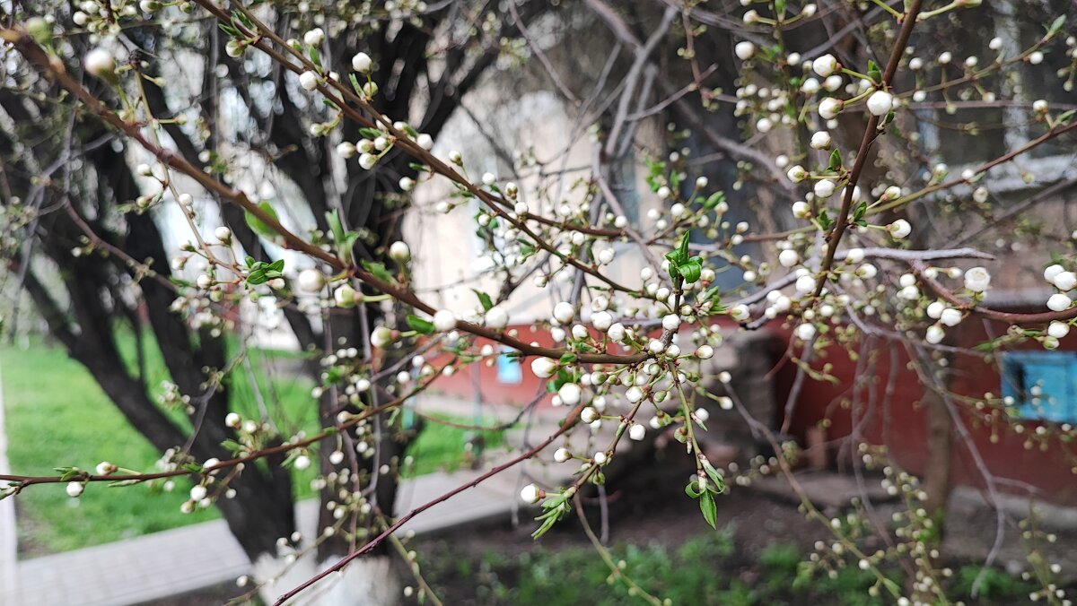 ,,, - Сергей Тимоновский