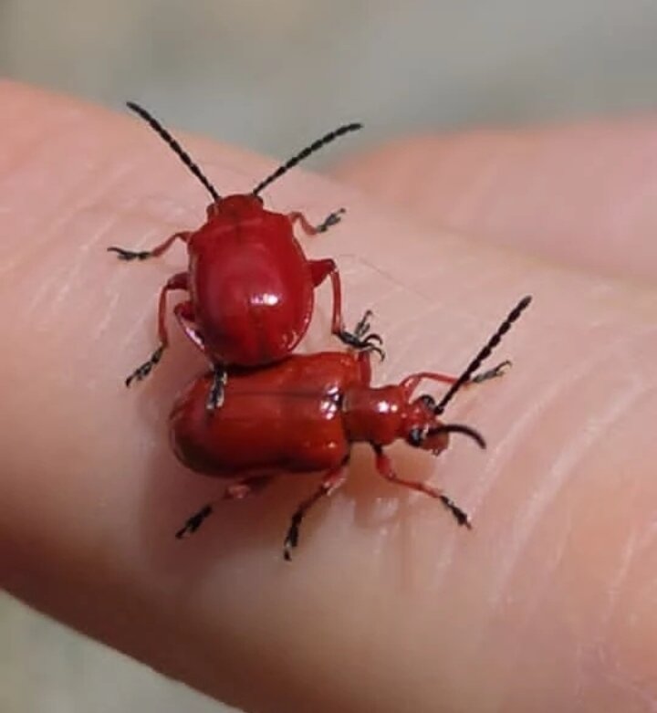 Лилейная трещалка - Tata Wolf