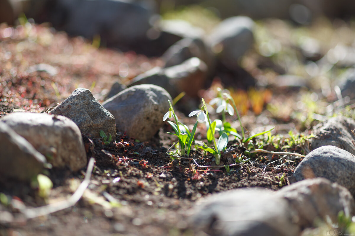 Сегодня День подснежников - Иваннович .