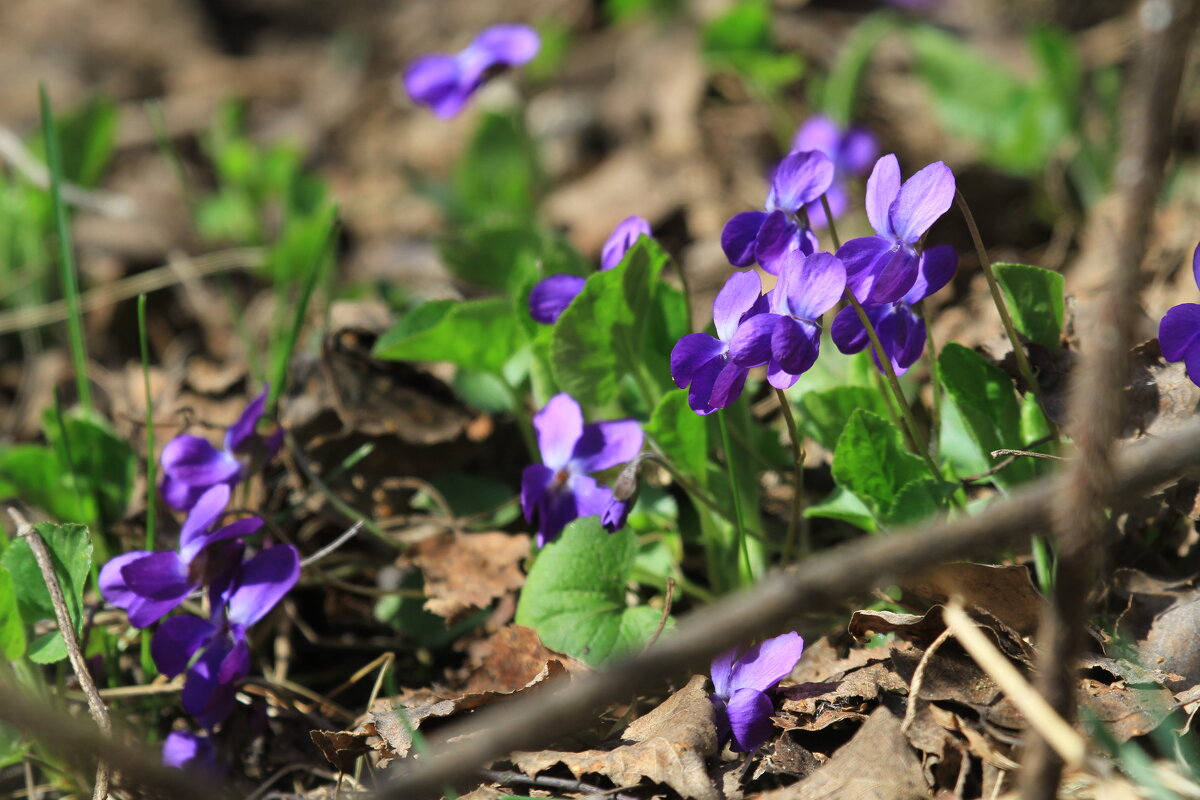 первые - Ninell Nikitina