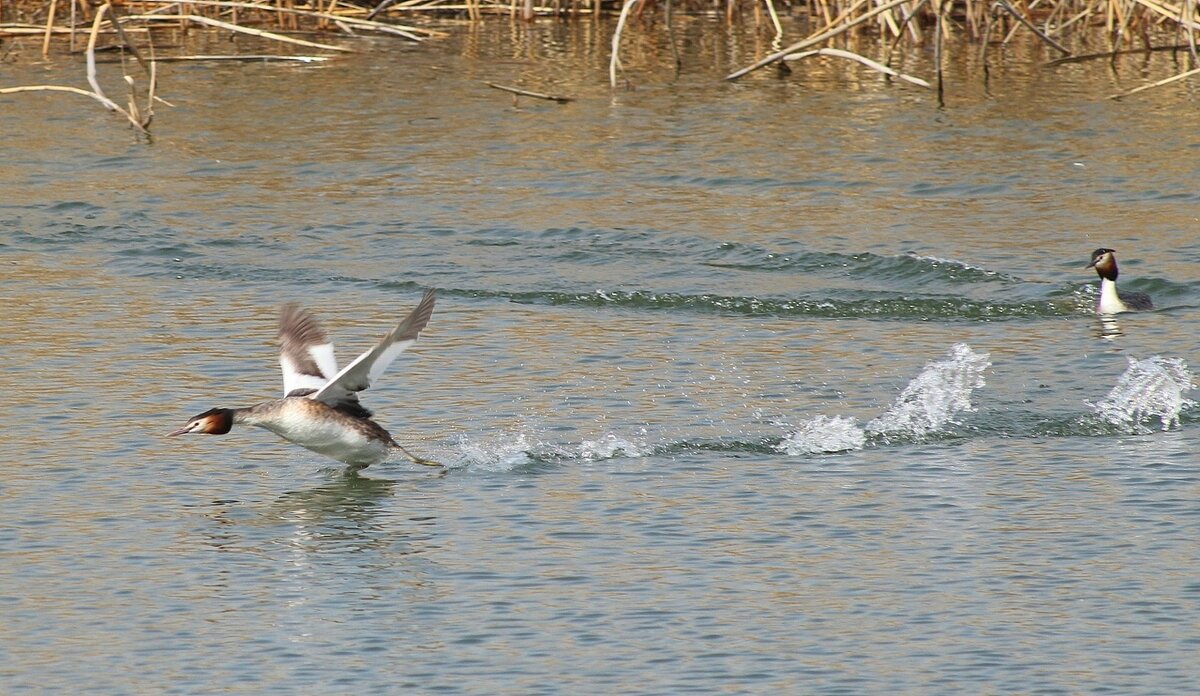 Жениться?!..Да ну... - Александр Герасенков