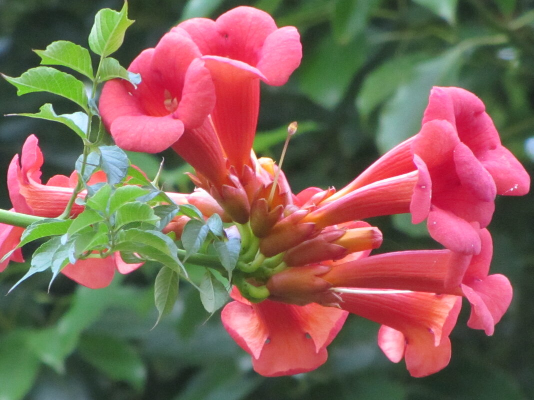 Растем не только в комнате - Валерий 