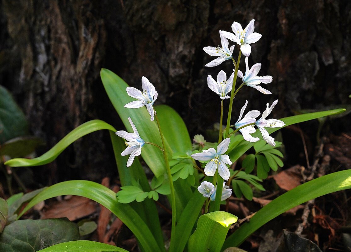 Сцилла - Татьяна Тюменка