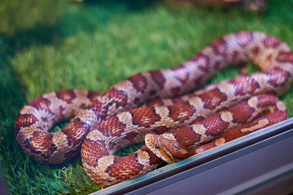 маисовый Полос - Александр Леонов