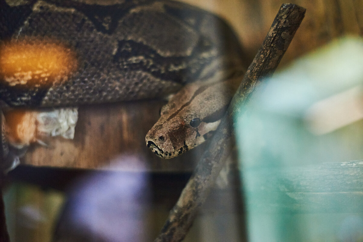 Императорский удав - Александр Леонов